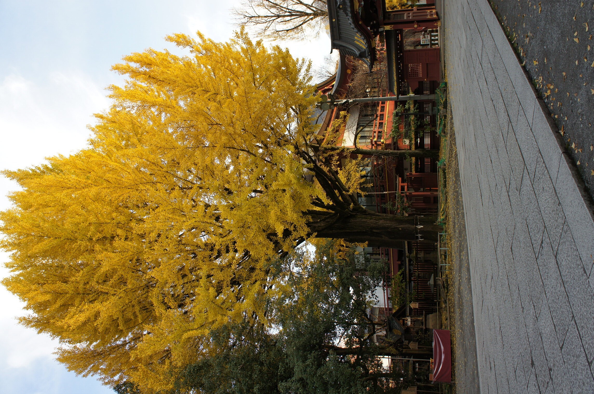 秩父神社.JPG