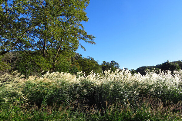 【狭山公園】ススキ原っぱ.JPG